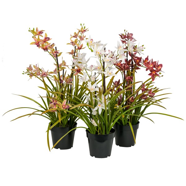 Orchideenpflanze Meadow , getopft 71 cm, creme