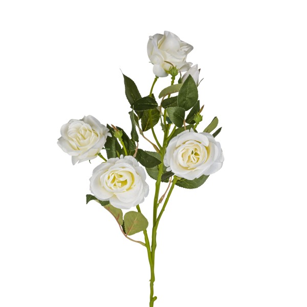 Rose Jacqueline , 68 cm, creme