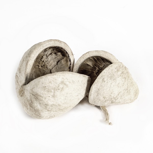 Buddha Nut frostet (Polybeutel x 10 Stück )