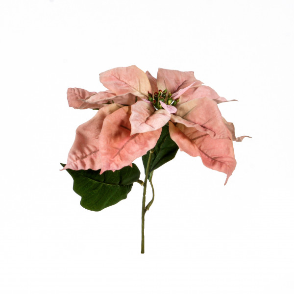 Poinsettia-Pick, 30 cm,apricot -pink
