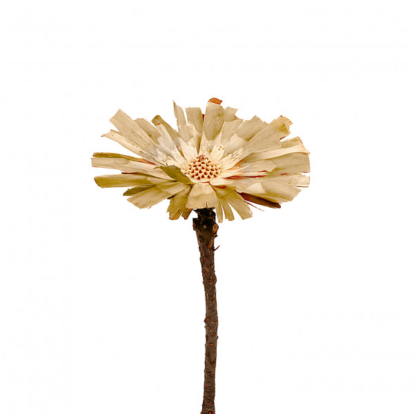 Protea Repens Cut 8-9 cm gebleicht (Fensterkarton a