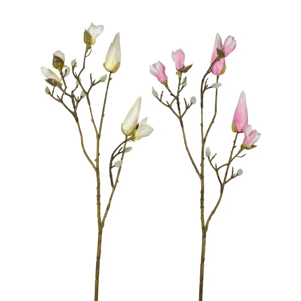 Magnolie mit Knospe, geschlossen, Kobe , 65cm