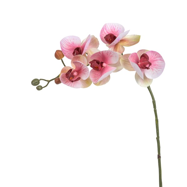 Phalaenopsis Bora , pink 58 cm