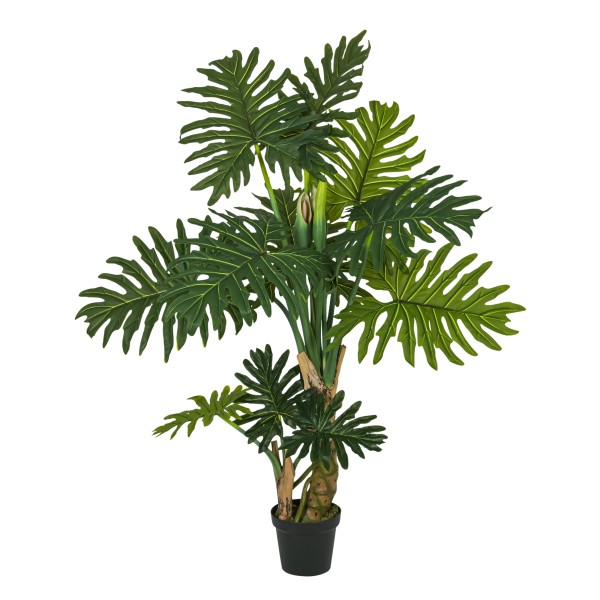 Philodendron Wasimbu , getopft, 155 cm grün