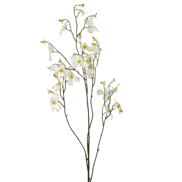 Cornus, creme, 126 cm