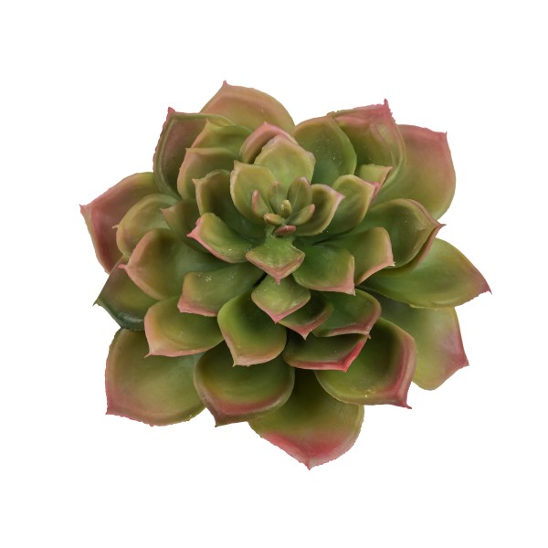 Echevaria Gourin , 17 cm, grün