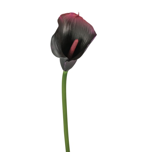 Calla Nadia , 59 cm