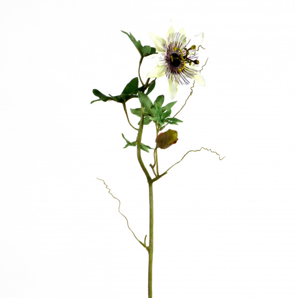 Passionsblume, 46 cm, weiß