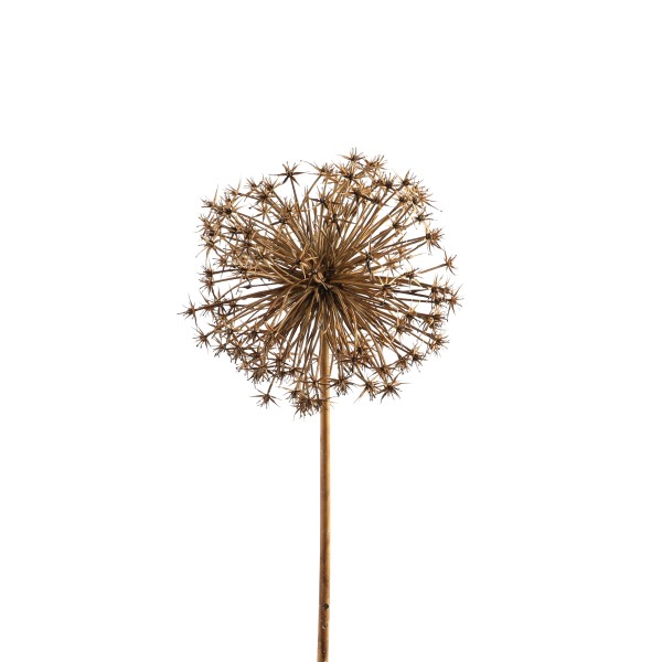 Allium, 106 cm, beige