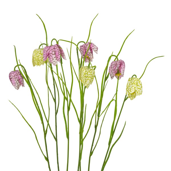 Fritillaria, 36 cm, creme