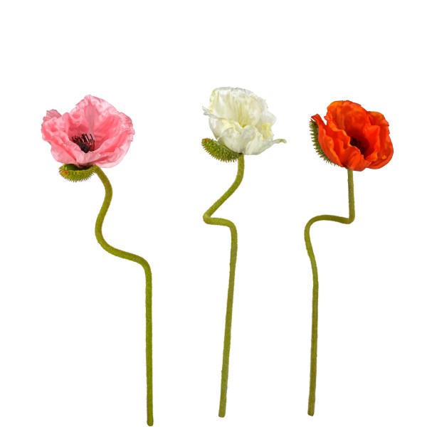 Mohn, geöffnet, 70 cm