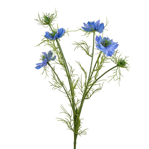 Nigella damascena, 66cm