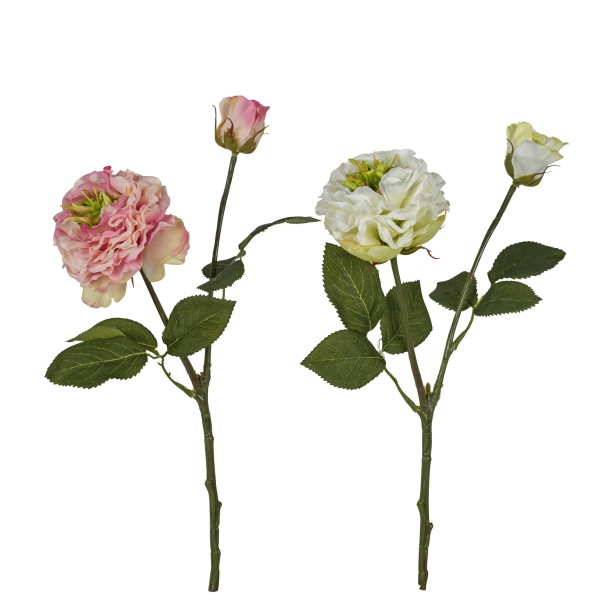 Rose Gini x 2, L:38 cm