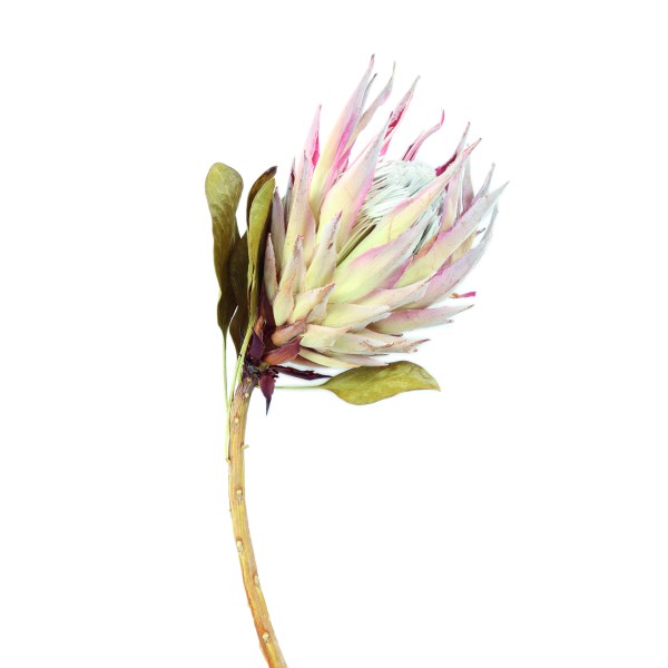 King Protea Flower pink (Fensterkarton x30 St.)