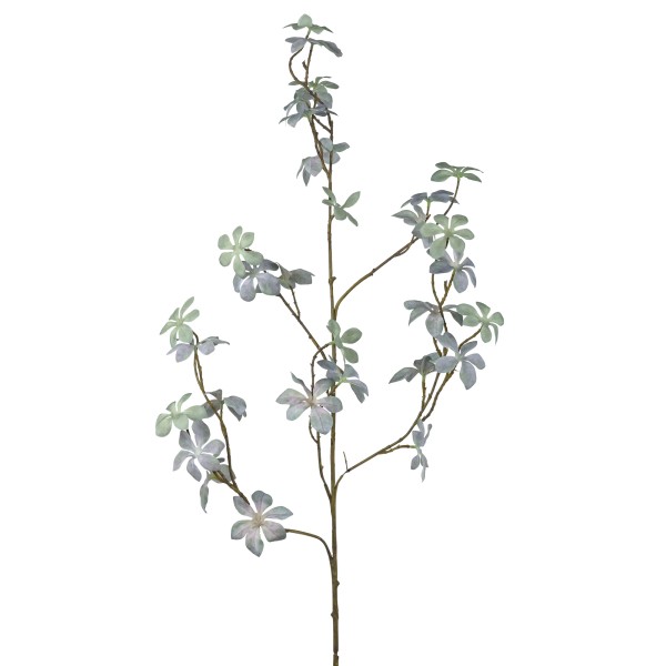 Pittosporum, 105 cm, grau-blau