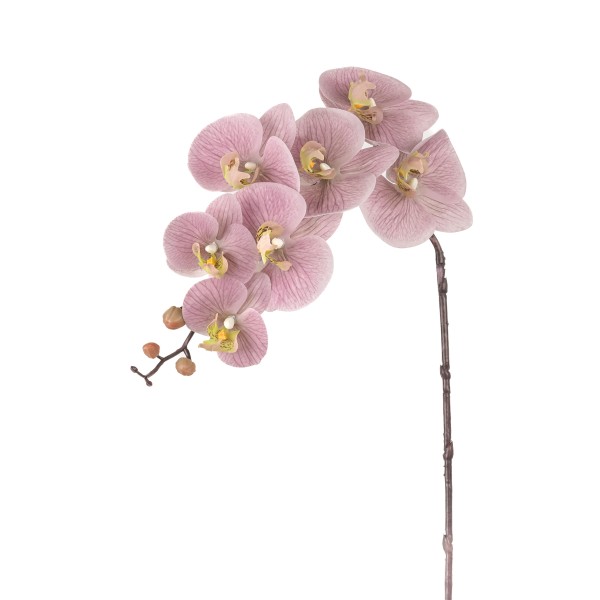 Phalaenopsis, 90cm, pink