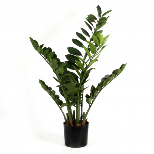 Zamioculcas x 8, 94 cm, grün