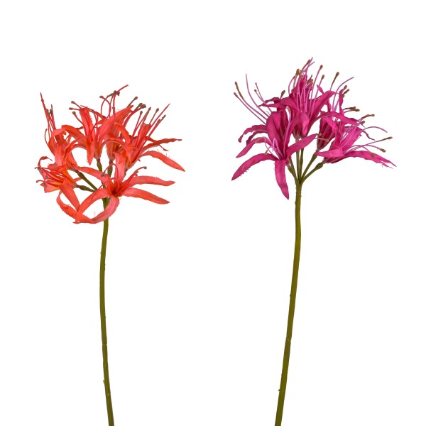 Nerine, 91 cm